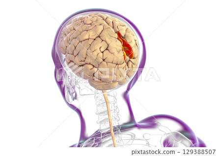 Human brain with highlighted precuneus gyrus, 3D illustration 129388507