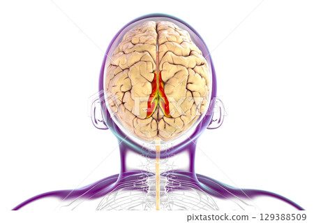 Human brain with highlighted precuneus gyrus, 3D illustration 129388509