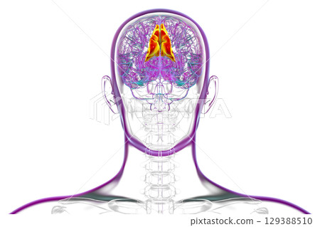 Human brain with highlighted precuneus gyrus, 3D illustration 129388510
