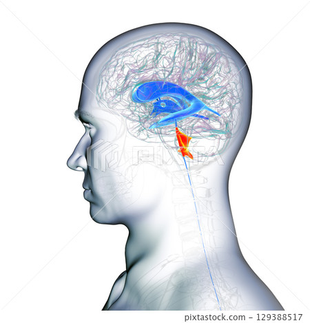 Fourth ventricle of human brain, 3D illustration 129388517