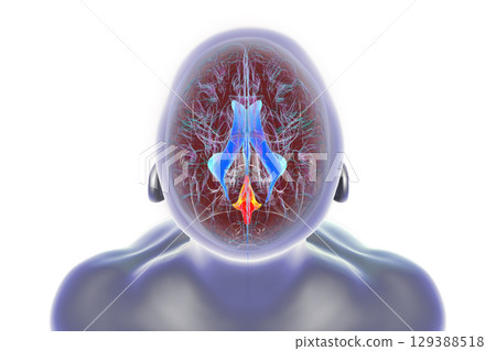 Fourth ventricle of human brain, 3D illustration 129388518