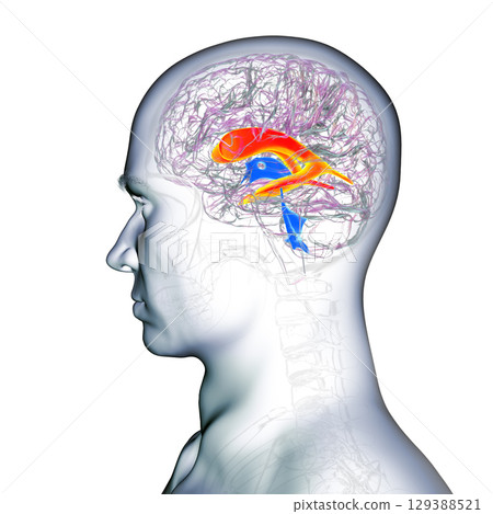 The lateral brain ventricles, 3D illustration 129388521