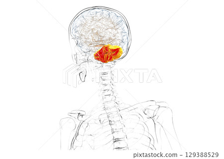 Human brain with highlighted cerebellum, 3D illustration Human brain with highlighted cerebellum, 3D illustration 129388529