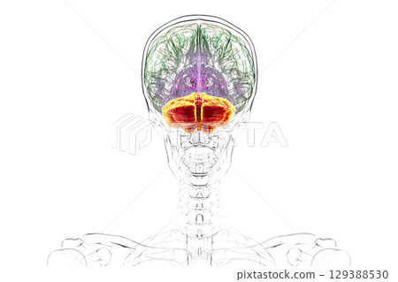 Human brain with highlighted cerebellum, 3D illustration Human brain with highlighted cerebellum, 3D illustration 129388530