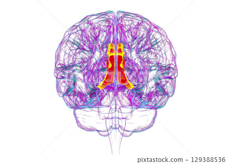 Human brain highlighting the cingulate gyrus, 3D illustration 129388536