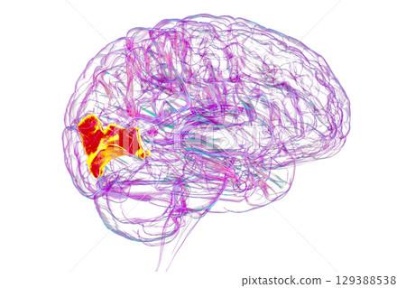 Human brain with highlighted cuneus gyrus, 3D illustration 129388538