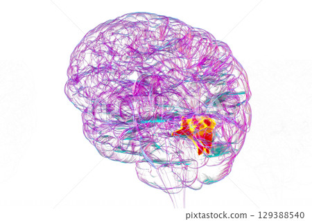 Human brain with highlighted cuneus gyrus, 3D illustration 129388540