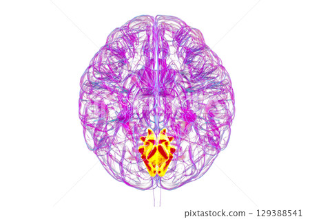 Human brain with highlighted cuneus gyrus, 3D illustration 129388541