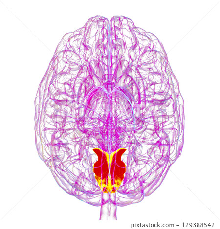 Human brain with highlighted cuneus gyrus, 3D illustration Human brain with highlighted cuneus gyrus, 3D illustration 129388542