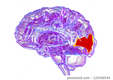 Human brain with highlighted cuneus gyrus, 3D illustration 129388544
