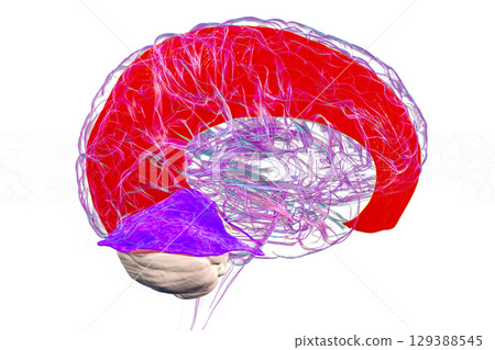 Falx cerebri and tentorium cerebelli, 3D illustration. Falx cerebri and tentorium cerebelli, 3D illustration. 129388545