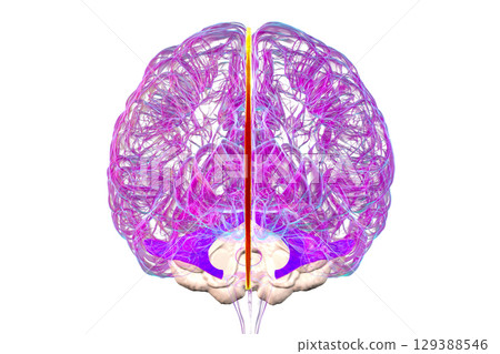 Falx cerebri and tentorium cerebelli, 3D illustration. 129388546
