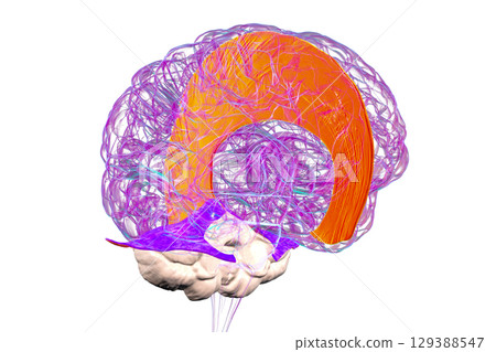 Falx cerebri and tentorium cerebelli, 3D illustration. 129388547