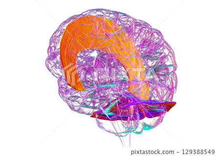 Falx cerebri and tentorium cerebelli, 3D illustration. Falx cerebri and tentorium cerebelli, 3D illustration. 129388549