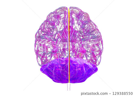 Falx cerebri and tentorium cerebelli, 3D illustration. Falx cerebri and tentorium cerebelli, 3D illustration. 129388550