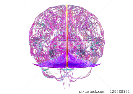 Falx cerebri and tentorium cerebelli, 3D illustration. 129388551