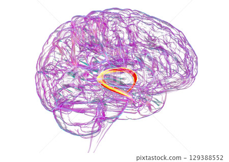 Brain fornix, 3D illustration 129388552