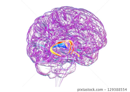 Brain fornix, 3D illustration 129388554