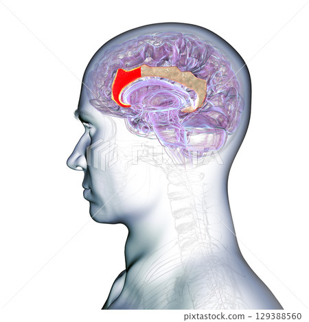 Anterior cingulate cortex in human brain, illustration Anterior cingulate cortex in human brain, illustration 129388560