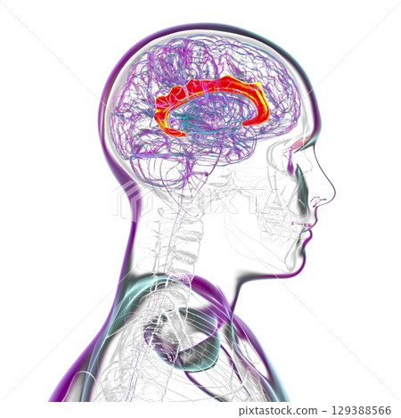 Human brain highlighting the cingulate gyrus, 3D illustration Human brain highlighting the cingulate gyrus, 3D illustration 129388566