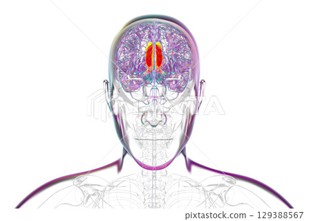 Human brain highlighting the cingulate gyrus, 3D illustration 129388567