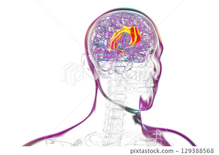Human brain highlighting the cingulate gyrus, 3D illustration 129388568