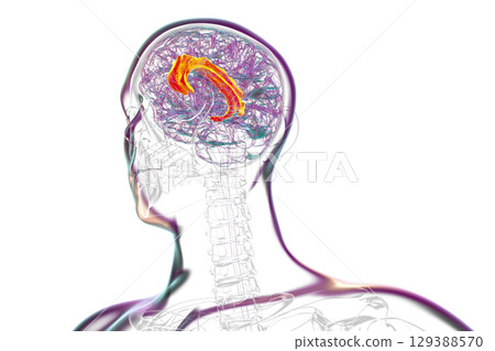 Human brain highlighting the cingulate gyrus, 3D illustration 129388570