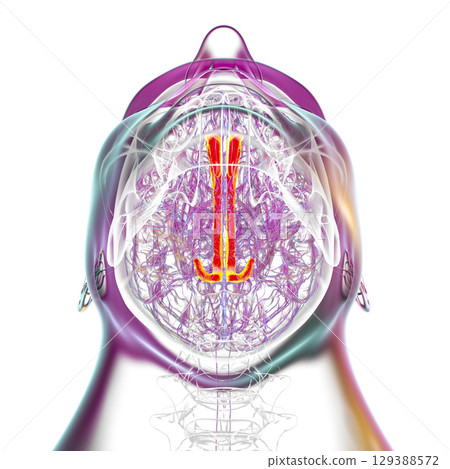 Human brain highlighting the cingulate gyrus, 3D illustration 129388572