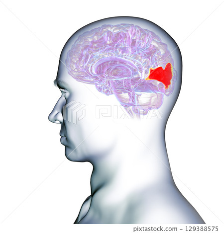 Human brain with highlighted cuneus gyrus, 3D illustration Human brain with highlighted cuneus gyrus, 3D illustration 129388575
