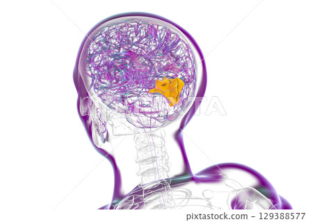 Human brain with highlighted cuneus gyrus, 3D illustration Human brain with highlighted cuneus gyrus, 3D illustration 129388577