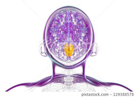 Human brain with highlighted cuneus gyrus, 3D illustration 129388578