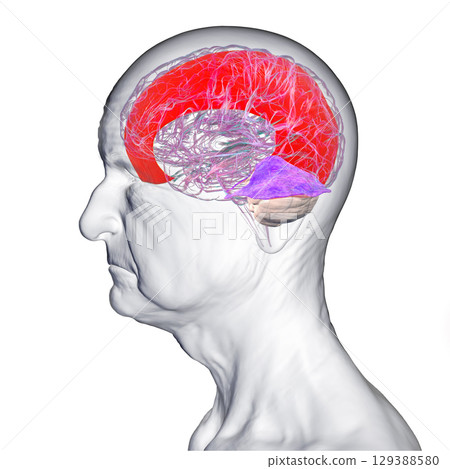 Falx cerebri and tentorium cerebelli, 3D illustration. 129388580