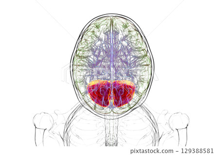 Human brain with highlighted cerebellum, 3D illustration Human brain with highlighted cerebellum, 3D illustration 129388581