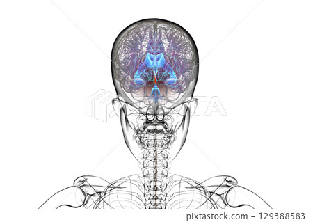 Cerebral aqueduct and ventricles, 3D illustration 129388583