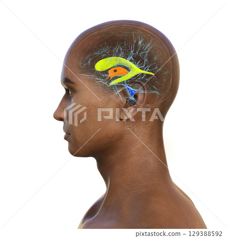 Human brain with colored ventricles, 3D illustration 129388592