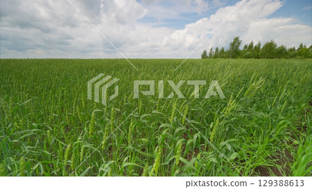 A lush green corn field sprawled magnificently under fluffy clouds in the sky above A lush green corn field sprawled magnificently under fluffy clouds in the sky above 129388613