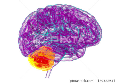 Human brain with highlighted cerebellum, 3D illustration Human brain with highlighted cerebellum, 3D illustration 129388631
