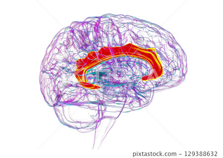 Human brain highlighting the cingulate gyrus, 3D illustration 129388632