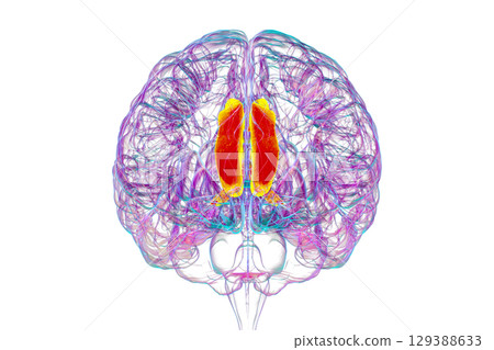 Human brain highlighting the cingulate gyrus, 3D illustration 129388633