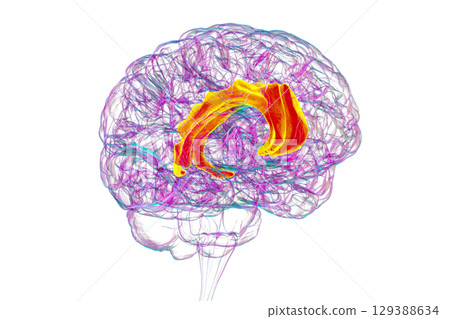 Human brain highlighting the cingulate gyrus, 3D illustration 129388634