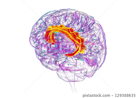 Human brain highlighting the cingulate gyrus, 3D illustration 129388635