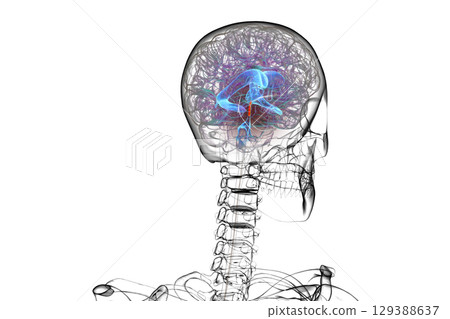 Cerebral aqueduct and ventricles, 3D illustration 129388637