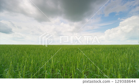 A Vast Green Field Spread Out Under a Dramatic and Beautiful Cloudy Sky Up Above You 129388644