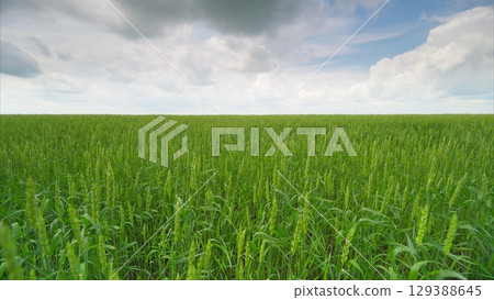 A Lush, Expansive Green Field Under a Beautifully Cloudy Sky, Perfect for Exploration and Adventure 129388645