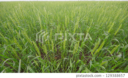 The Lush and Beautiful Green Fields of Millet are Growing in Abundance All Around 129388657