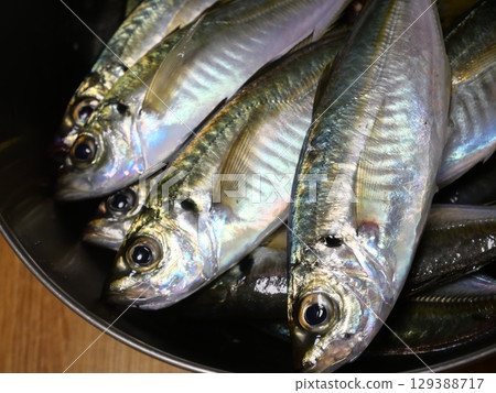 I caught a horse mackerel I caught a horse mackerel 129388717