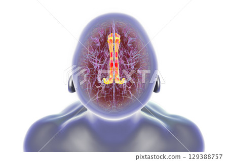 Human brain highlighting the cingulate gyrus, 3D illustration 129388757