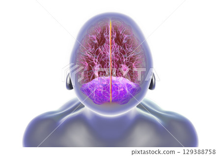 Falx cerebri and tentorium cerebelli, 3D illustration. 129388758