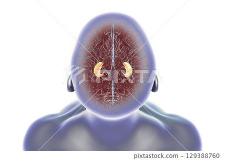 Hippocampus in human brain, 3D illustration 129388760