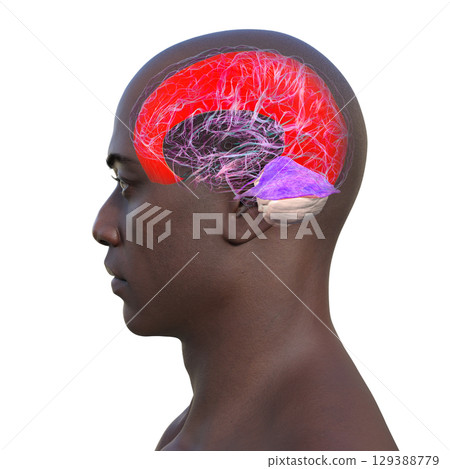 Falx cerebri and tentorium cerebelli, 3D illustration 129388779